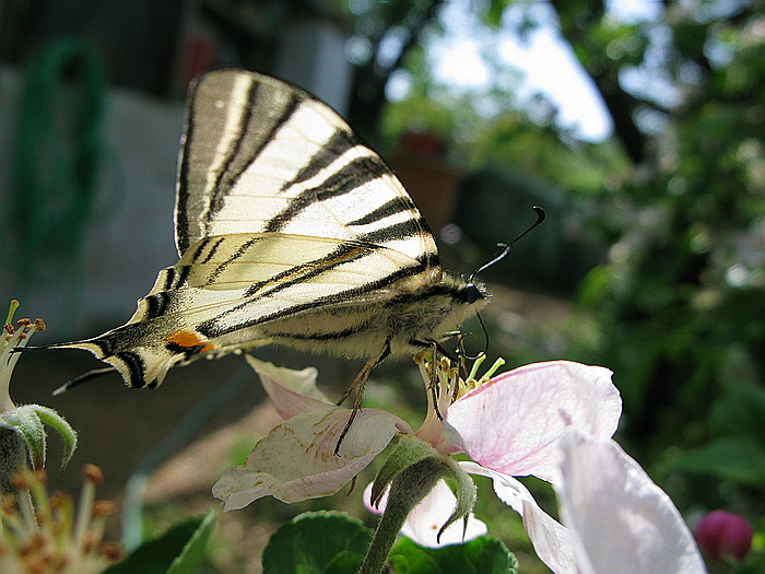 Farfalla.. - Iphiclides podalirius